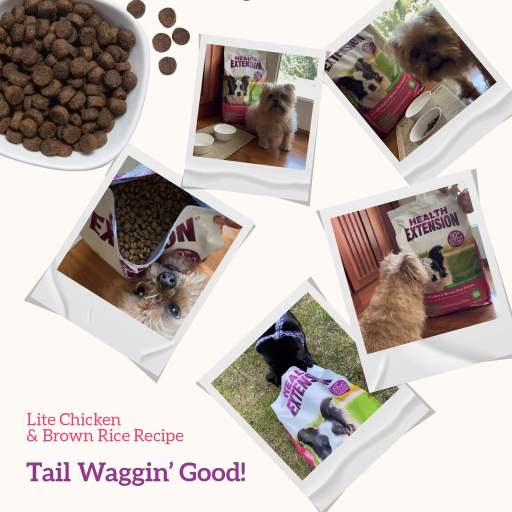 Lamb & Brown Rice Dry Dog Food with Probiotics 1 lb K975