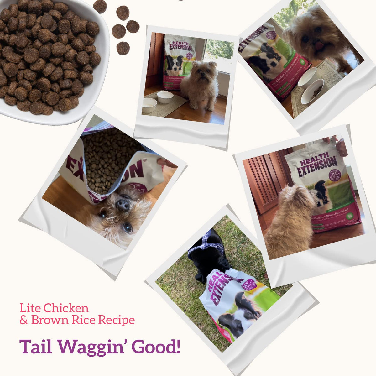 Lamb & Brown Rice Dry Dog Food with Probiotics 1 lb K975